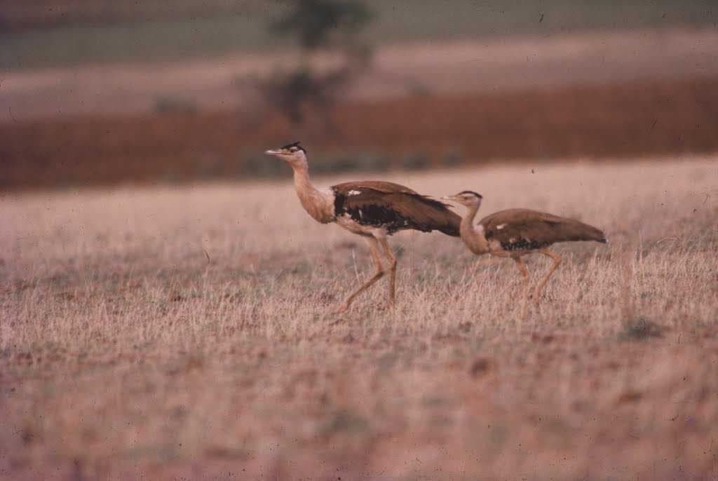 Karera Bird Sanctuary