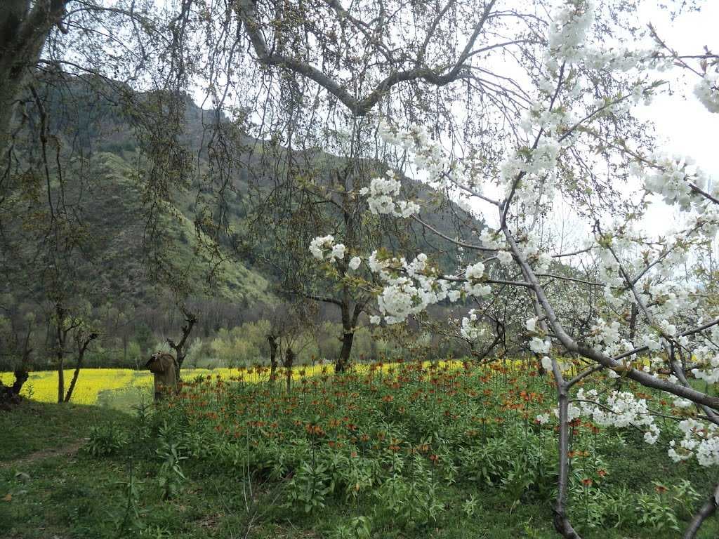 Dachigam National Park