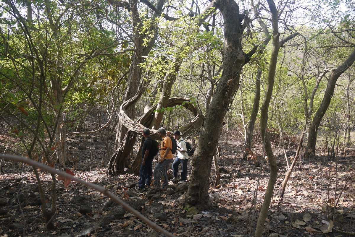 Trekking in Yeoor hills