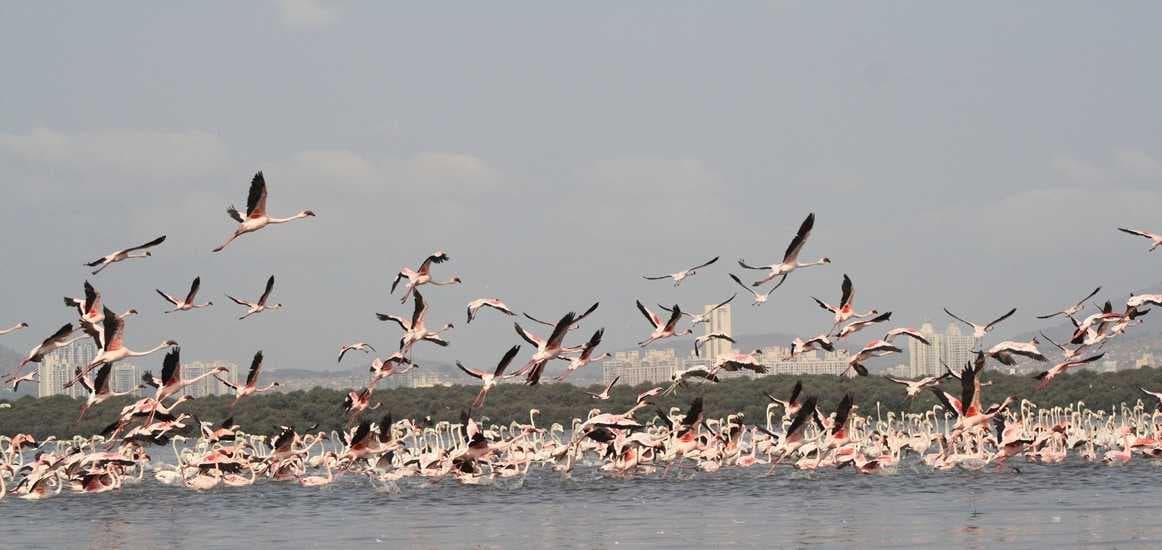 Thane Creek Flamingo Sanctuary