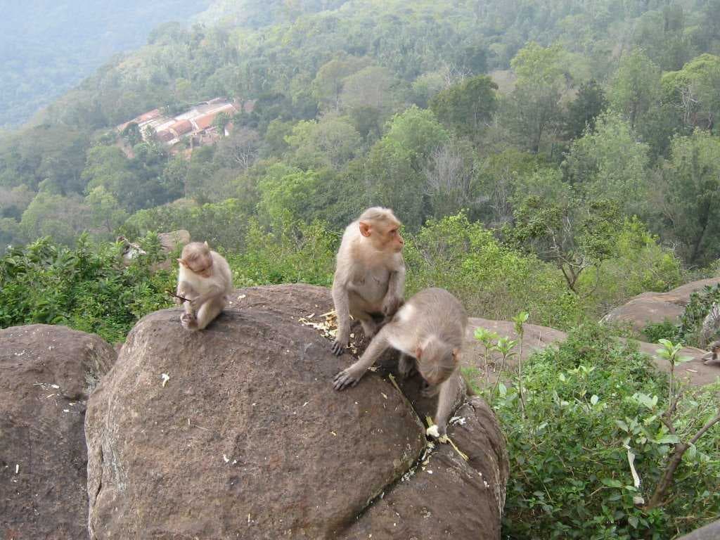 Yercaud travel image