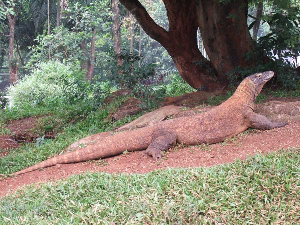Komodo Dragon Found in Ragunan Zoo