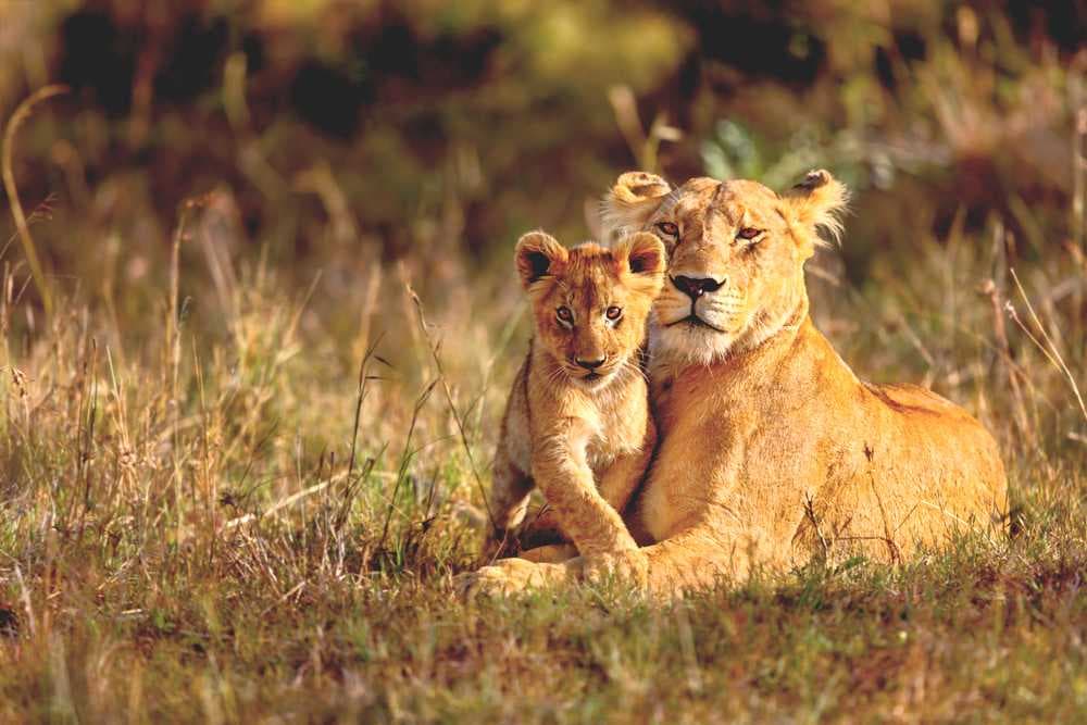 Lions at the Famous Aberdare National Park, Kenya