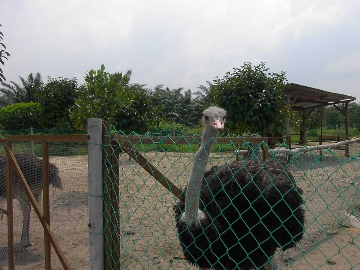 Desaru Ostrich Farm- one of the largest ostrich farms in Malaysia