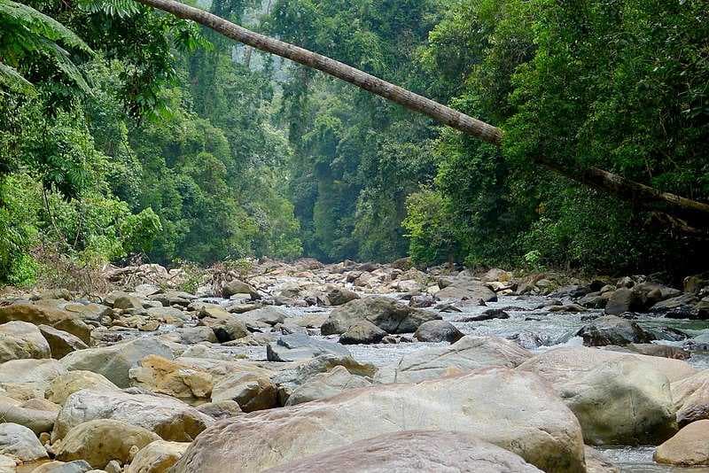Endau Rompin, the second largest national park in Malaysia