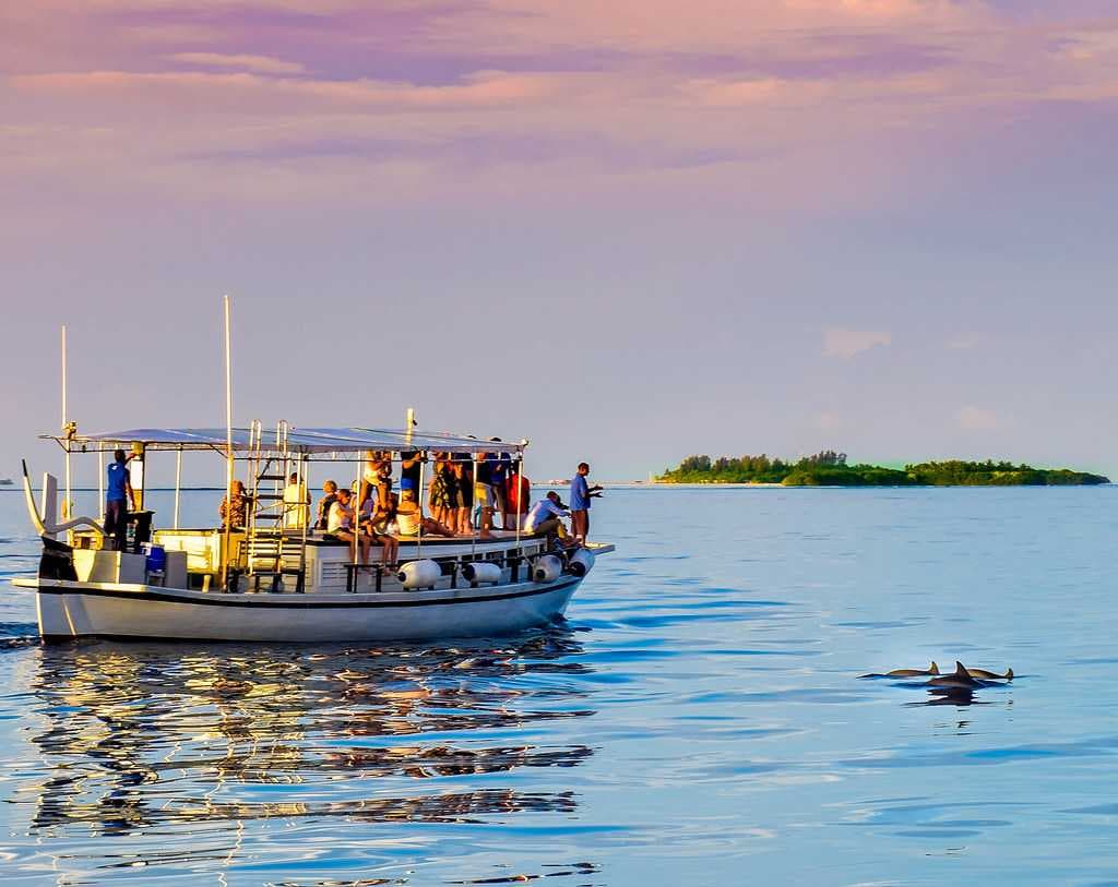 Dolphin Watching, Sunset Cruise