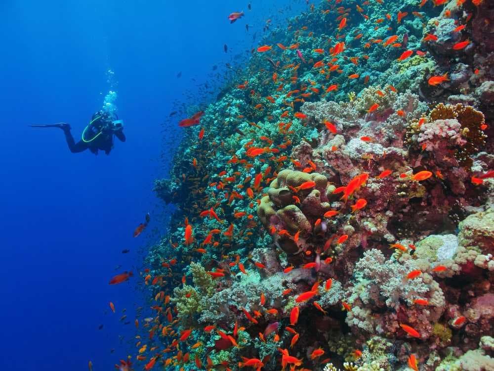 Mauritius has Rich Coral Reef Along With Beaches & Lagoons