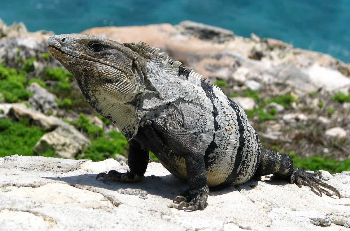 Cancun travel image