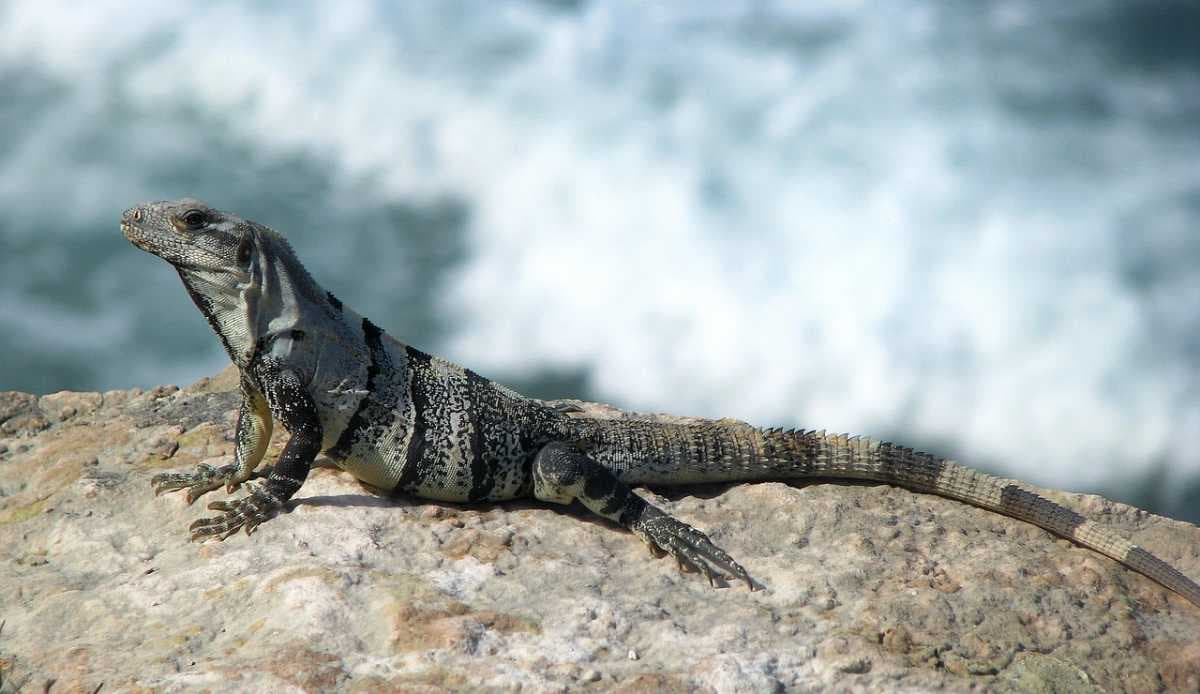Cancun travel image