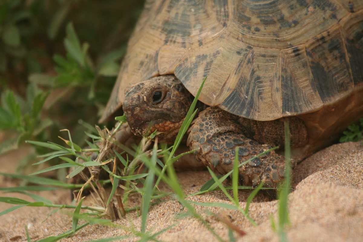 Spur-thighed Tortoise, Souss Massa National Park
