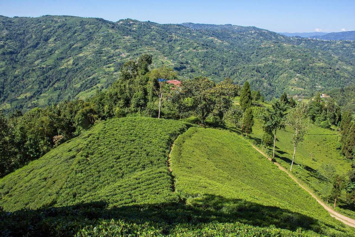 Ilam - Scenic Hill Station Famous for its Tea Plantations