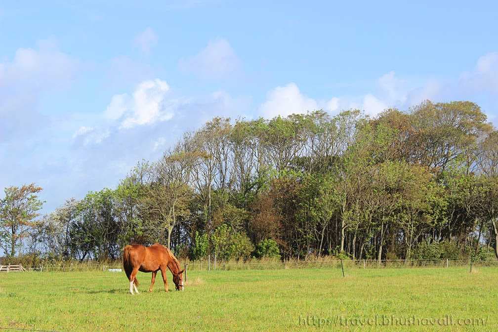 Village in Texel island