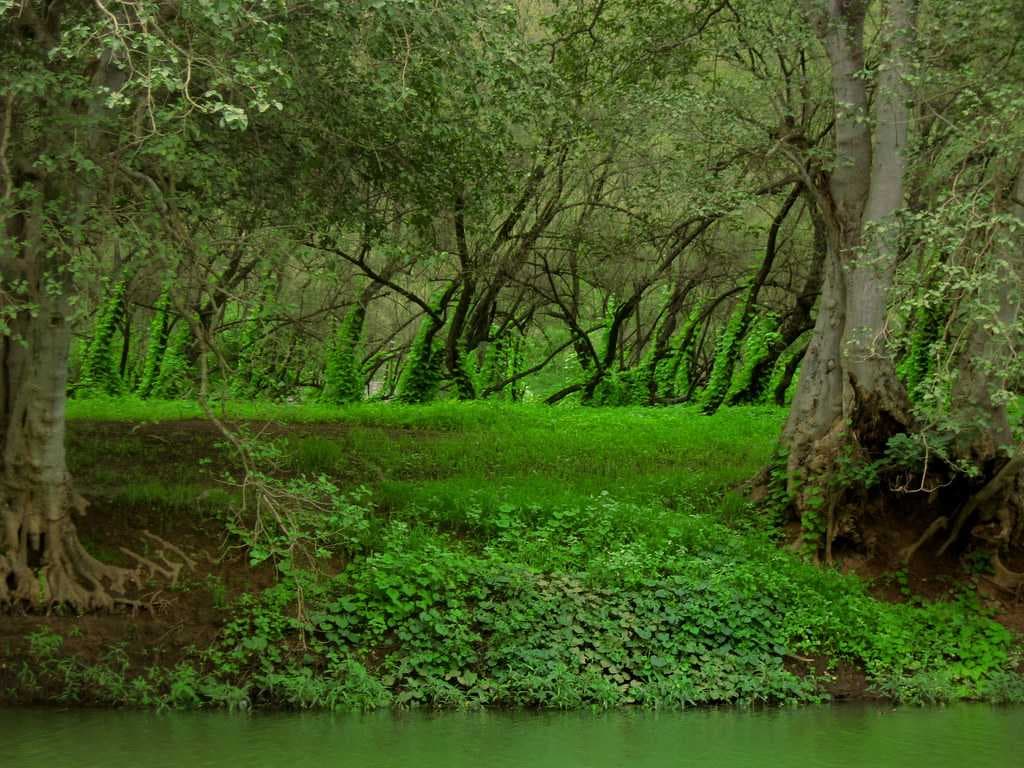 Scenic Lush Greenery in Wadi Darbat
