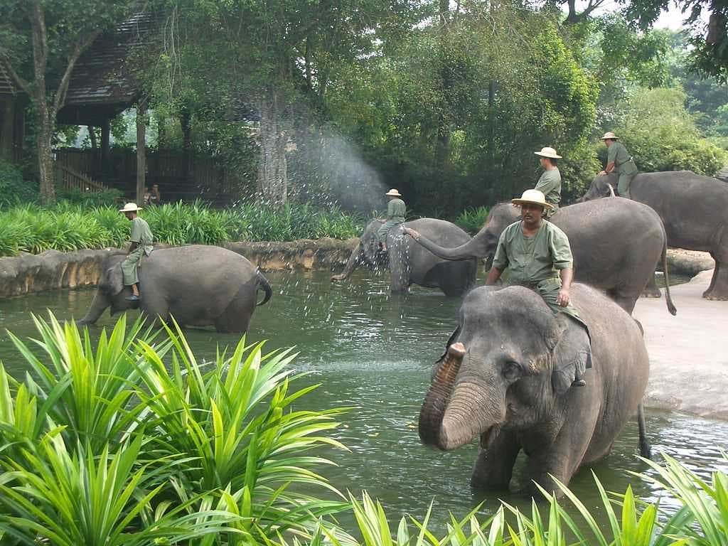 Elephant Show at Singapore Zoo also known as Mandai Zoo