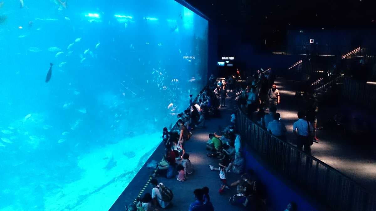 SEA Aquarium, Singapore - Opened on 22nd November 2012 Consists of More than 800 Species