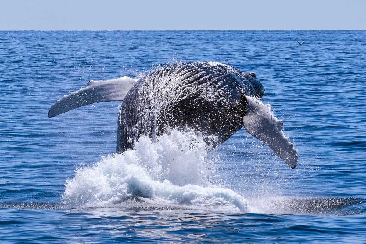 Whale Watching in Knysna