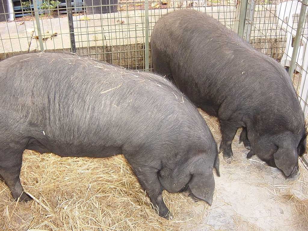 Archeological evidence indicates the presence of the porc negre (black pig) in prehistoric settlements.[6]