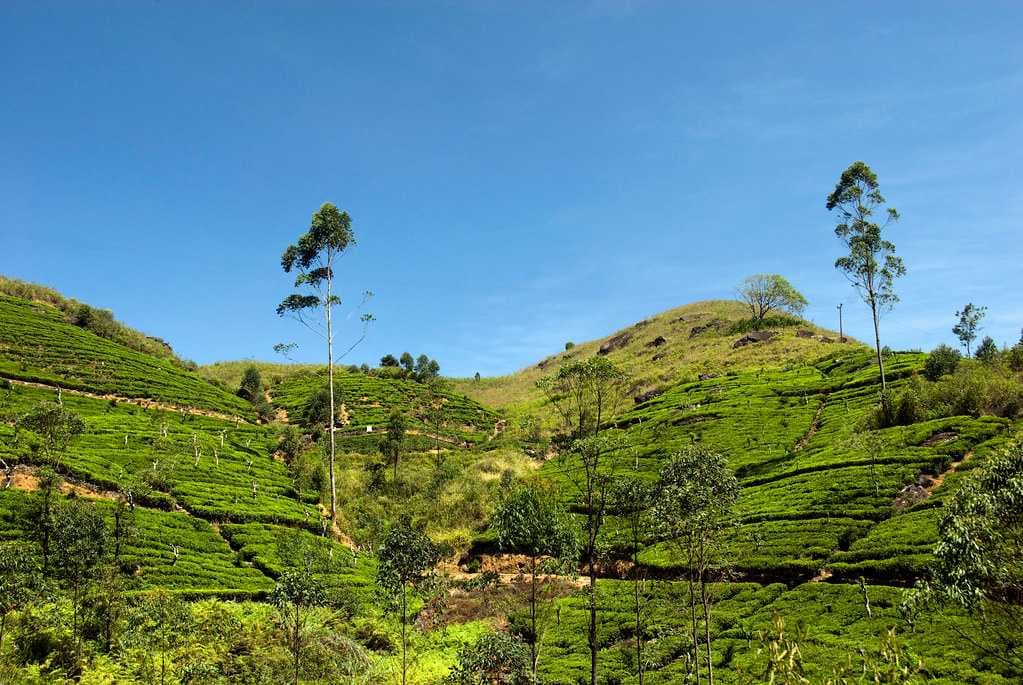 Tea Plantations in Sri Lanka