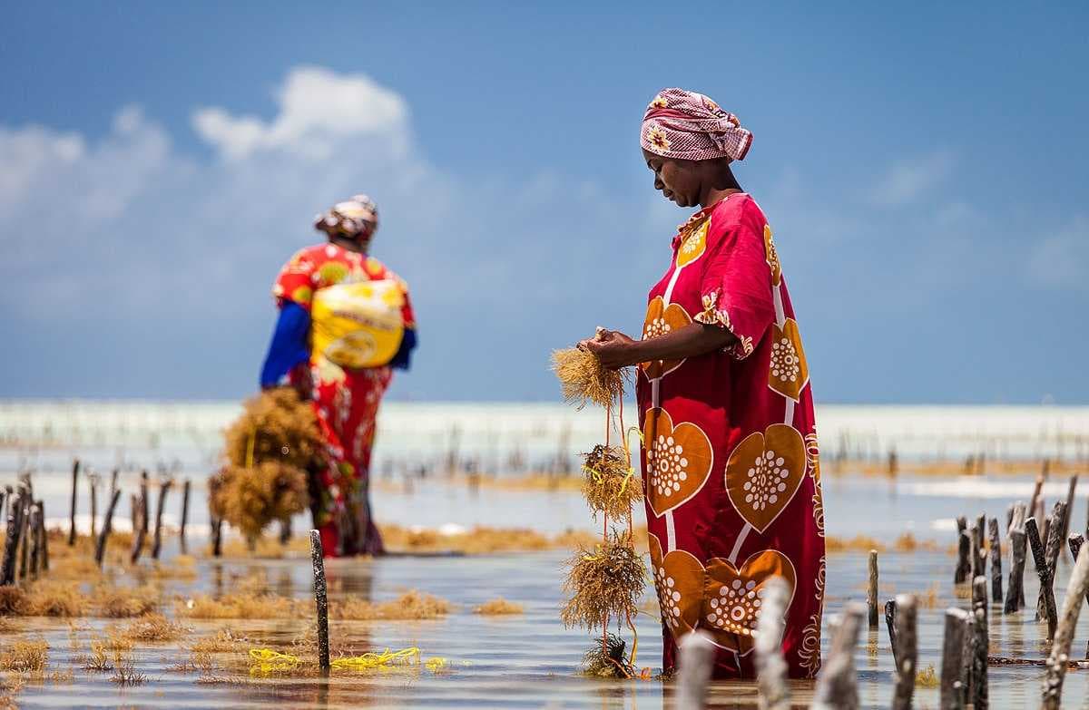 Sea weed farming in Jambiani