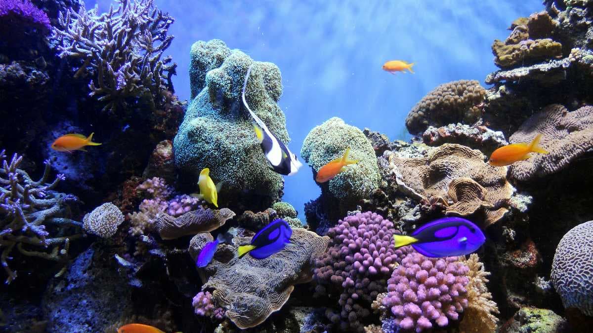 Underwater World, Koh Jum