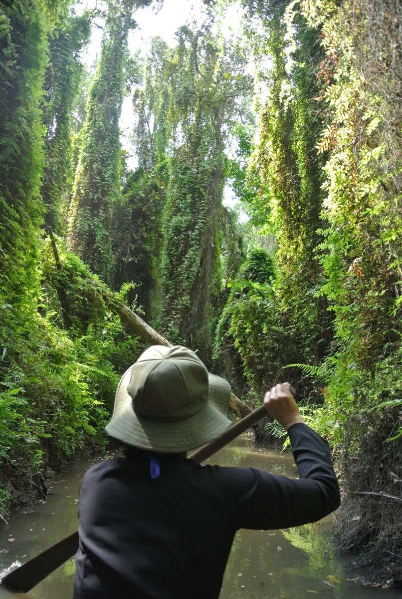 Xeo Quyt Forest - Occupies an Area of 52 Hectares