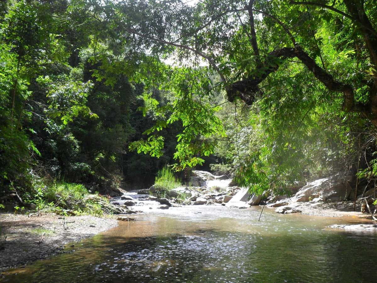 Forest in Kon Tum Province