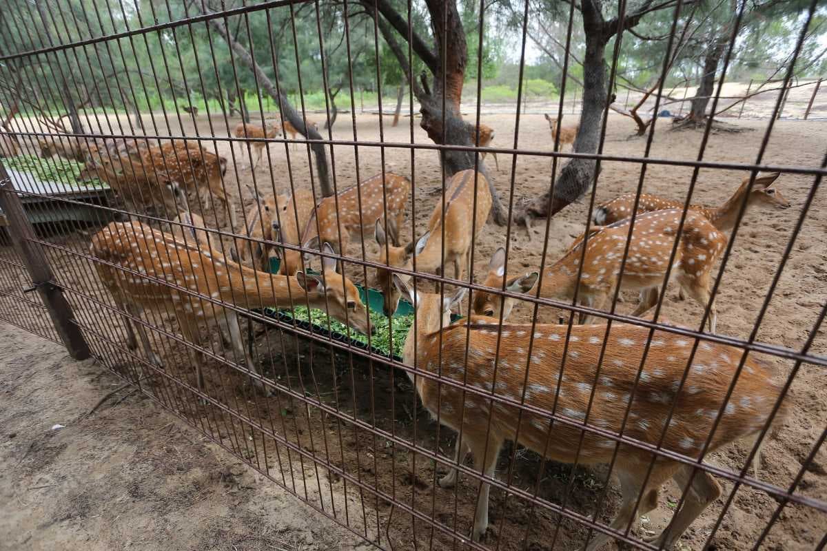 FLC Zoo Safari - First Wildlife Safari in Quy Nhon