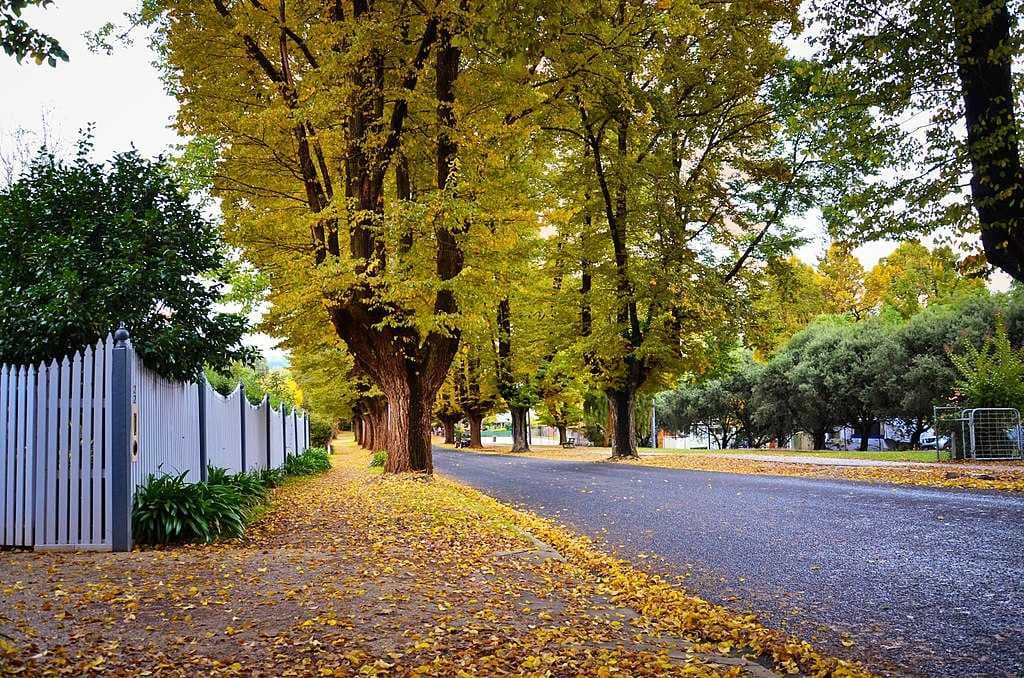 Autumn in Bright is colourful and lush, with cool days and cold nights.
