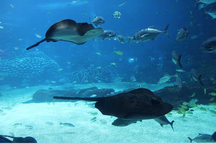 Marine life at Melbourne Aquarium