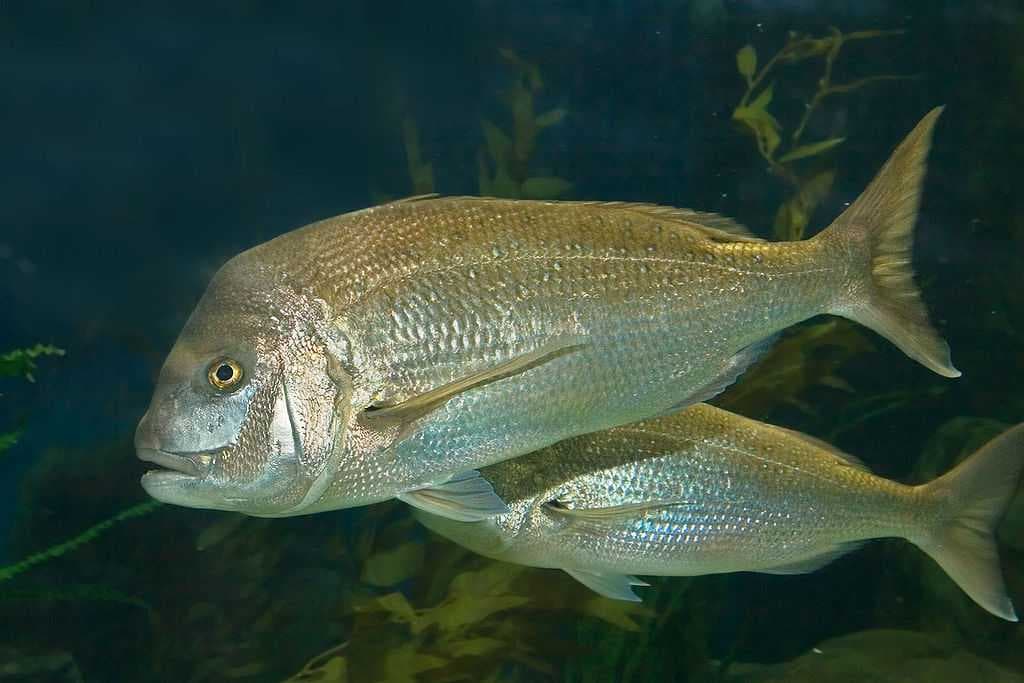Sea Life Aquarium travel image
