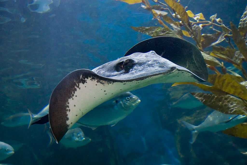 Sea Life Aquarium travel image