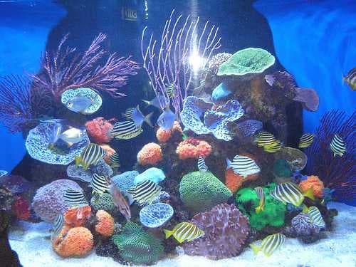 Aquarium of Western Australia travel image