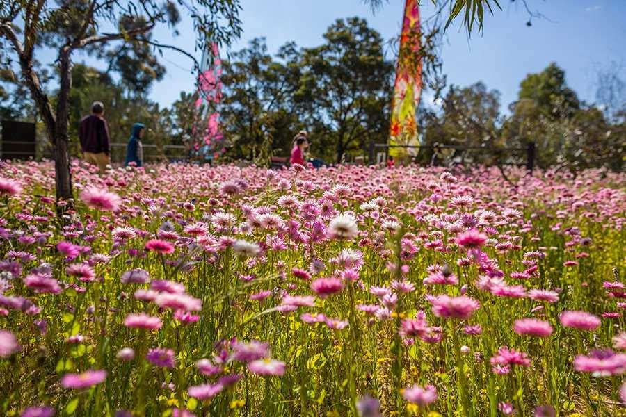 Wildflowers of the Kings Park Festival
