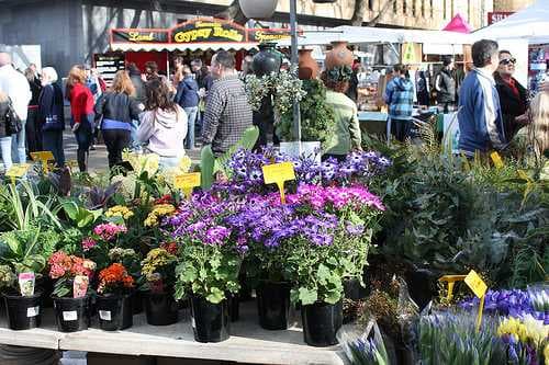 Salamanca Market travel image