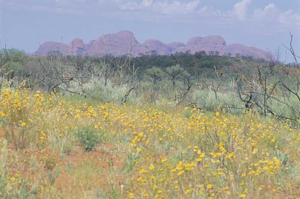 Wildflowers in bloom with Kata Tjuta in the background