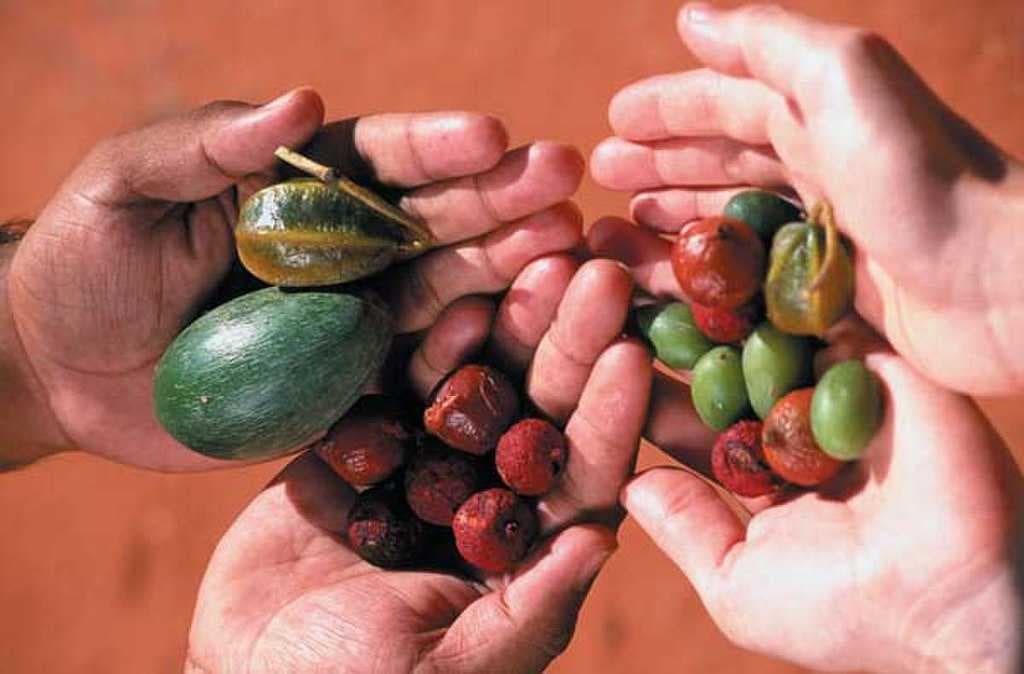 Bush tucker (bush foods) harvested at Alice Springs Desert Park.