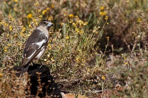Birdwatching travel image