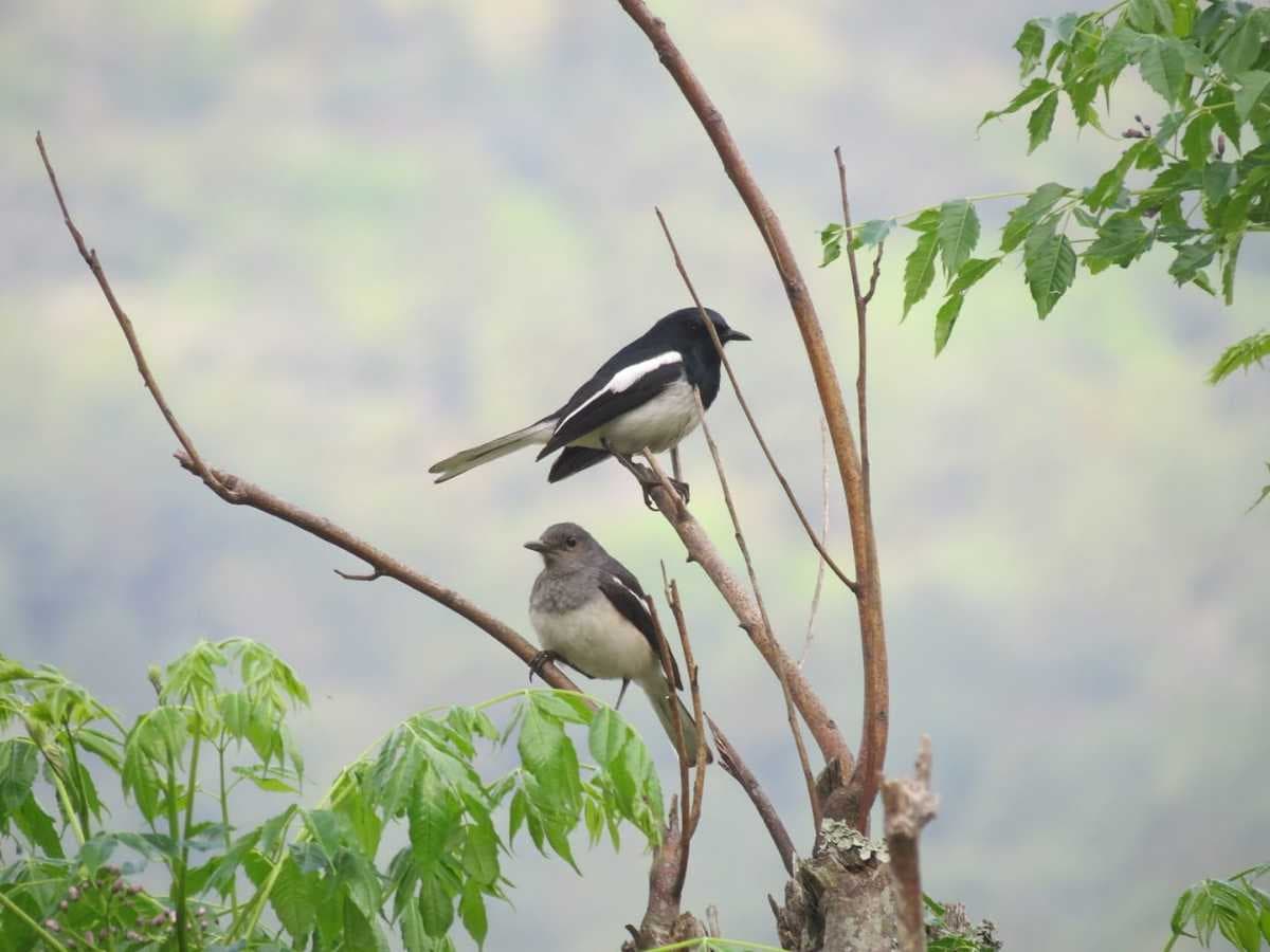 JSWNP Houses Over 270 Species of Birds