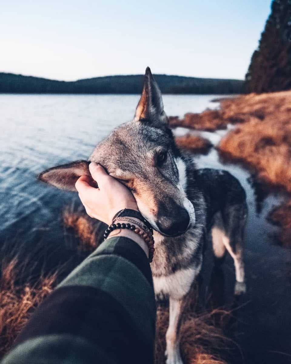 chilling at the lake side with Sitka the wolf dog