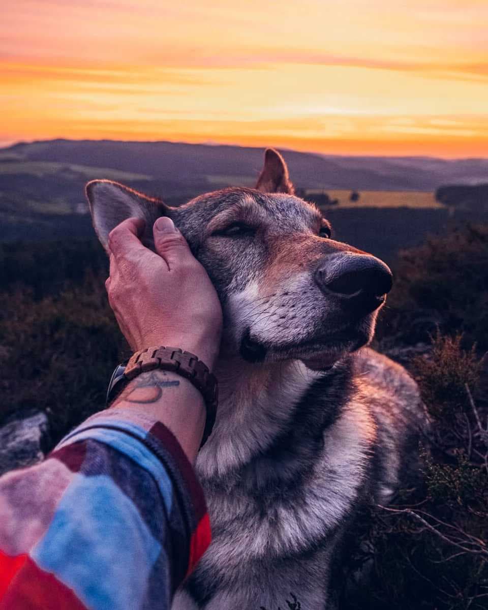 Sitka the wolf dog enjoying beautiful sunset