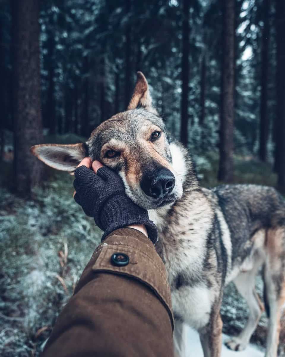 Sitka the wolf dog in the woods