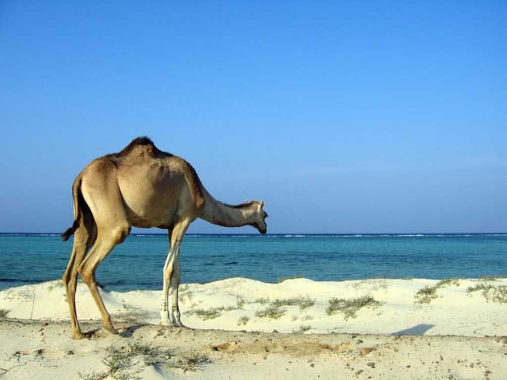 Marsa Alam