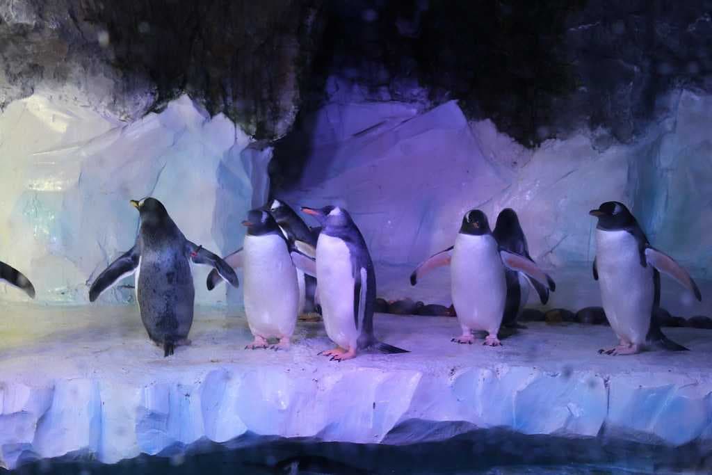 Penguins at the Penguin Ice Adventure Zone