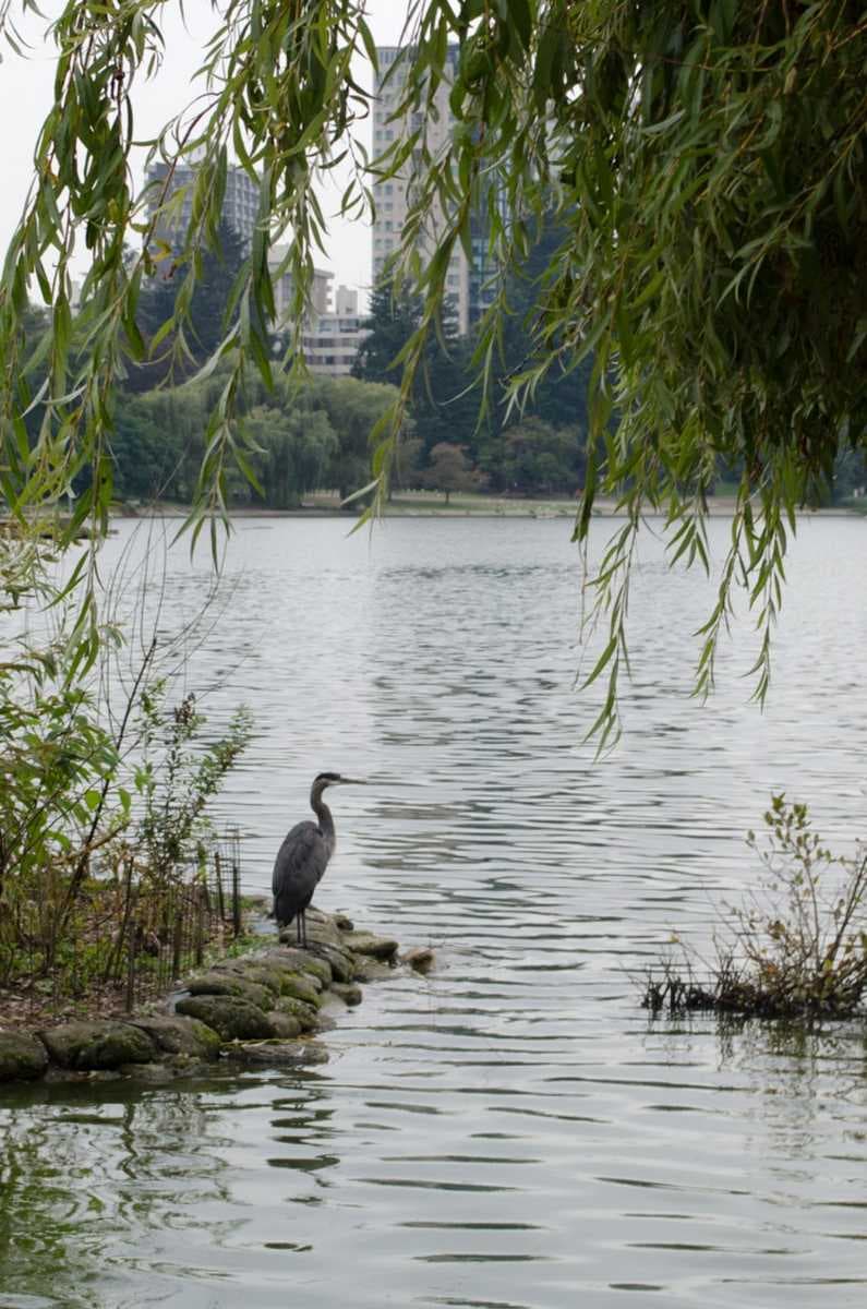 Great blue heron in Lost Lagoon in September 2014