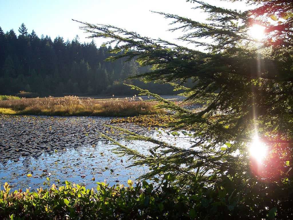 "Royal" lily pads on Beaver Lake