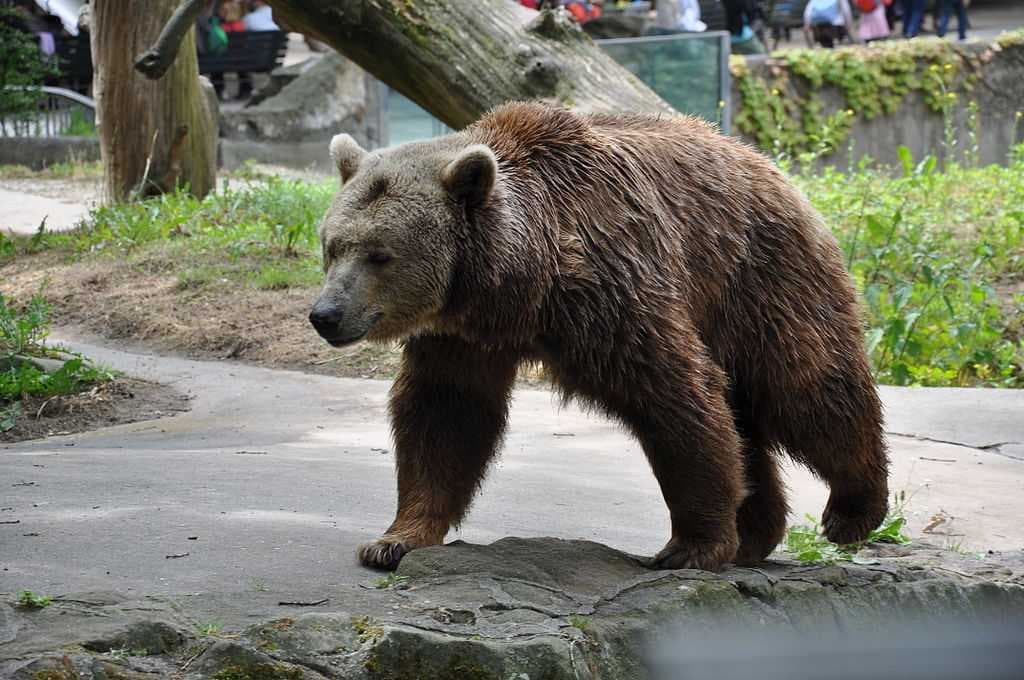 Zoo Berlin travel image