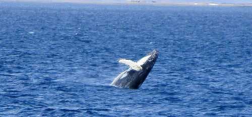 Whale Watching travel image