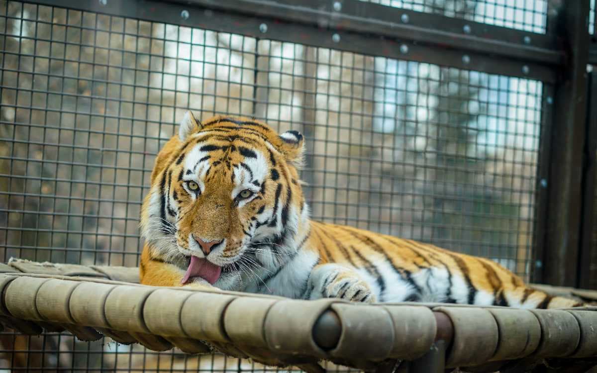 Kamla Nehru Zoo - Opened in 1951