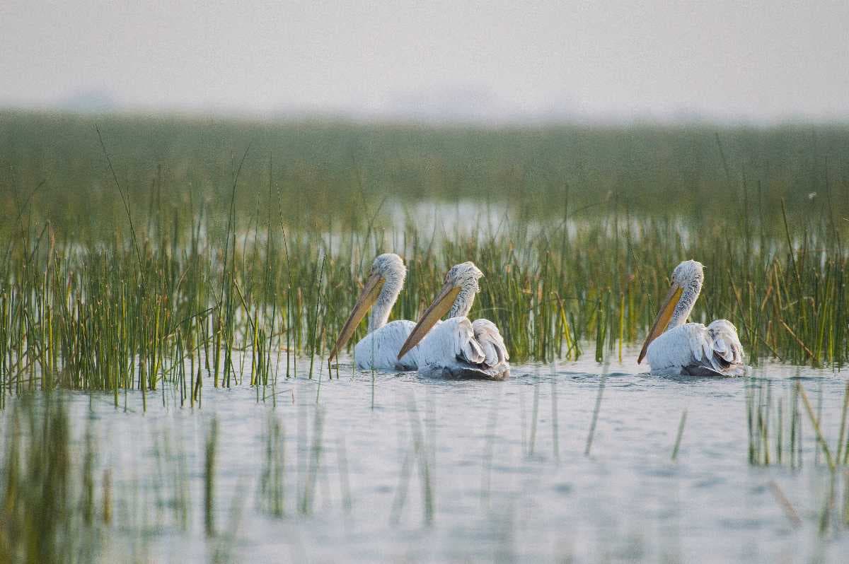 Boating at Nalsarovar