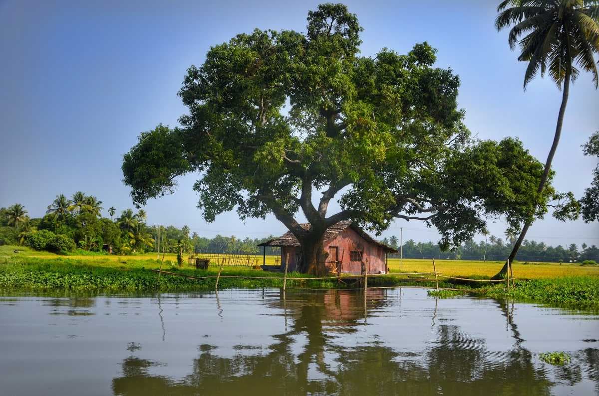 Alleppey Backwaters travel image